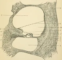An illustration from Human physiology : prepared with special reference to students of medicine / by Joseph Howard Raymond. (1901)