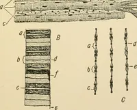 An illustration from Human physiology : prepared with special reference to students of medicine / by Joseph Howard Raymond. (1901)
