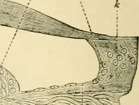 An illustration from Human physiology : prepared with special reference to students of medicine / by Joseph Howard Raymond. (1901)