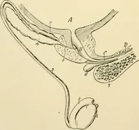 An illustration from Human physiology : prepared with special reference to students of medicine / by Joseph Howard Raymond. (1901)