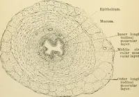 An illustration from Human physiology : prepared with special reference to students of medicine / by Joseph Howard Raymond. (1901)