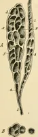 An illustration from Human physiology : prepared with special reference to students of medicine / by Joseph Howard Raymond. (1901)