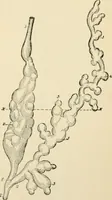 An illustration from Human physiology : prepared with special reference to students of medicine / by Joseph Howard Raymond. (1901)