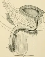 An illustration from Human physiology : prepared with special reference to students of medicine / by Joseph Howard Raymond. (1901)