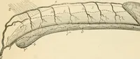 An illustration from Human physiology : prepared with special reference to students of medicine / by Joseph Howard Raymond. (1901)