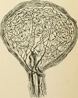 An illustration from Human physiology : prepared with special reference to students of medicine / by Joseph Howard Raymond. (1901)