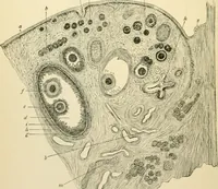 An illustration from Human physiology : prepared with special reference to students of medicine / by Joseph Howard Raymond. (1901)