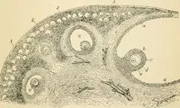 An illustration from Human physiology : prepared with special reference to students of medicine / by Joseph Howard Raymond. (1901)