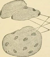 An illustration from Human physiology : prepared with special reference to students of medicine / by Joseph Howard Raymond. (1901)