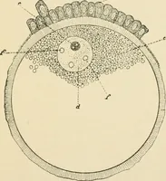 An illustration from Human physiology : prepared with special reference to students of medicine / by Joseph Howard Raymond. (1901)