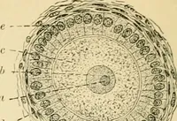 An illustration from Human physiology : prepared with special reference to students of medicine / by Joseph Howard Raymond. (1901)
