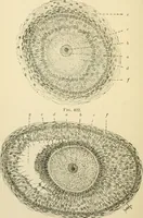 An illustration from Human physiology : prepared with special reference to students of medicine / by Joseph Howard Raymond. (1901)