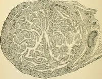 An illustration from Human physiology : prepared with special reference to students of medicine / by Joseph Howard Raymond. (1901)