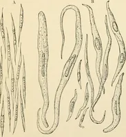 An illustration from Human physiology : prepared with special reference to students of medicine / by Joseph Howard Raymond. (1901)