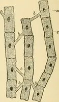 An illustration from Human physiology : prepared with special reference to students of medicine / by Joseph Howard Raymond. (1901)