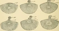An illustration from Human physiology : prepared with special reference to students of medicine / by Joseph Howard Raymond. (1901)