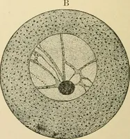 An illustration from Human physiology : prepared with special reference to students of medicine / by Joseph Howard Raymond. (1901)