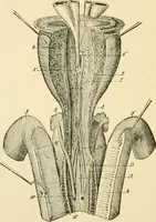 An illustration from Human physiology : prepared with special reference to students of medicine / by Joseph Howard Raymond. (1901)