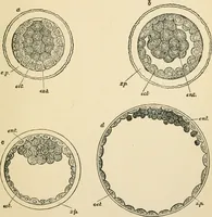 An illustration from Human physiology : prepared with special reference to students of medicine / by Joseph Howard Raymond. (1901)