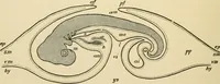 An illustration from Human physiology : prepared with special reference to students of medicine / by Joseph Howard Raymond. (1901)