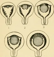 An illustration from Human physiology : prepared with special reference to students of medicine / by Joseph Howard Raymond. (1901)