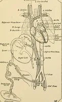 An illustration from Human physiology : prepared with special reference to students of medicine / by Joseph Howard Raymond. (1901)