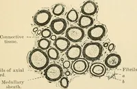 An illustration from Human physiology : prepared with special reference to students of medicine / by Joseph Howard Raymond. (1901)