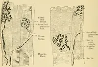 An illustration from Human physiology : prepared with special reference to students of medicine / by Joseph Howard Raymond. (1901)