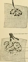 An illustration from Human physiology : prepared with special reference to students of medicine / by Joseph Howard Raymond. (1901)