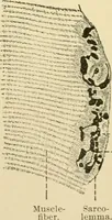 An illustration from Human physiology : prepared with special reference to students of medicine / by Joseph Howard Raymond. (1901)