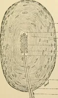 An illustration from Human physiology : prepared with special reference to students of medicine / by Joseph Howard Raymond. (1901)