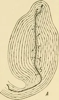 An illustration from Human physiology : prepared with special reference to students of medicine / by Joseph Howard Raymond. (1901)