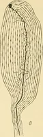 An illustration from Human physiology : prepared with special reference to students of medicine / by Joseph Howard Raymond. (1901)