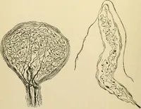 An illustration from Human physiology : prepared with special reference to students of medicine / by Joseph Howard Raymond. (1901)