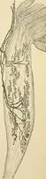 An illustration from Human physiology : prepared with special reference to students of medicine / by Joseph Howard Raymond. (1901)