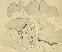 An illustration from Human physiology : prepared with special reference to students of medicine / by Joseph Howard Raymond. (1901)