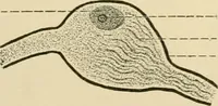 An illustration from Human physiology : prepared with special reference to students of medicine / by Joseph Howard Raymond. (1901)