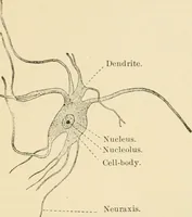 An illustration from Human physiology : prepared with special reference to students of medicine / by Joseph Howard Raymond. (1901)