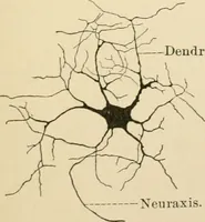 An illustration from Human physiology : prepared with special reference to students of medicine / by Joseph Howard Raymond. (1901)