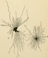 An illustration from Human physiology : prepared with special reference to students of medicine / by Joseph Howard Raymond. (1901)