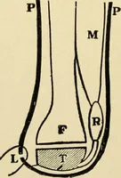Picture 218 of 224 from The principles and practice of modern surgery / by Roswell Park ... with 722 engravings and 60 full-page plates in colors and monochrome. (1907), leaf 1162