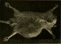 An illustration from The principles and practice of modern surgery / by Roswell Park ... with 722 engravings and 60 full-page plates in colors and monochrome. (1907)
