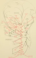 Picture 59 of 224 from The principles and practice of modern surgery / by Roswell Park ... with 722 engravings and 60 full-page plates in colors and monochrome. (1907), leaf 431