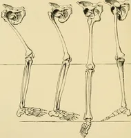An illustration from The principles and practice of modern surgery / by Roswell Park ... with 722 engravings and 60 full-page plates in colors and monochrome. (1907)