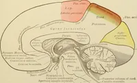 Picture 129 of 224 from The principles and practice of modern surgery / by Roswell Park ... with 722 engravings and 60 full-page plates in colors and monochrome. (1907), leaf 675