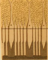 An illustration from An atlas of anatomy, or, Pictures of the human body in twenty-four quartro coloured plates comprising one hundred separate figures, with descriptive Letterpress / by Fenwick Miller. (1879)