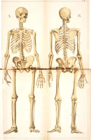 An illustration from An atlas of anatomy, or, Pictures of the human body in twenty-four quartro coloured plates comprising one hundred separate figures, with descriptive Letterpress / by Fenwick Miller. (1879)