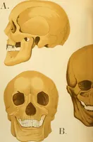 An illustration from An atlas of anatomy, or, Pictures of the human body in twenty-four quartro coloured plates comprising one hundred separate figures, with descriptive Letterpress / by Fenwick Miller. (1879)