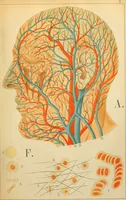 An illustration from An atlas of anatomy, or, Pictures of the human body in twenty-four quartro coloured plates comprising one hundred separate figures, with descriptive Letterpress / by Fenwick Miller. (1879)