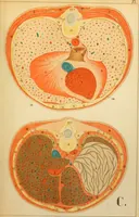 An illustration from An atlas of anatomy, or, Pictures of the human body in twenty-four quartro coloured plates comprising one hundred separate figures, with descriptive Letterpress / by Fenwick Miller. (1879)